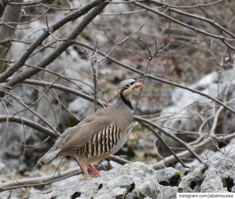 Birds are not meant to be caged, that's all! JabalMoussa  partridge ... (Jabal Moussa Biosphere Reserve)