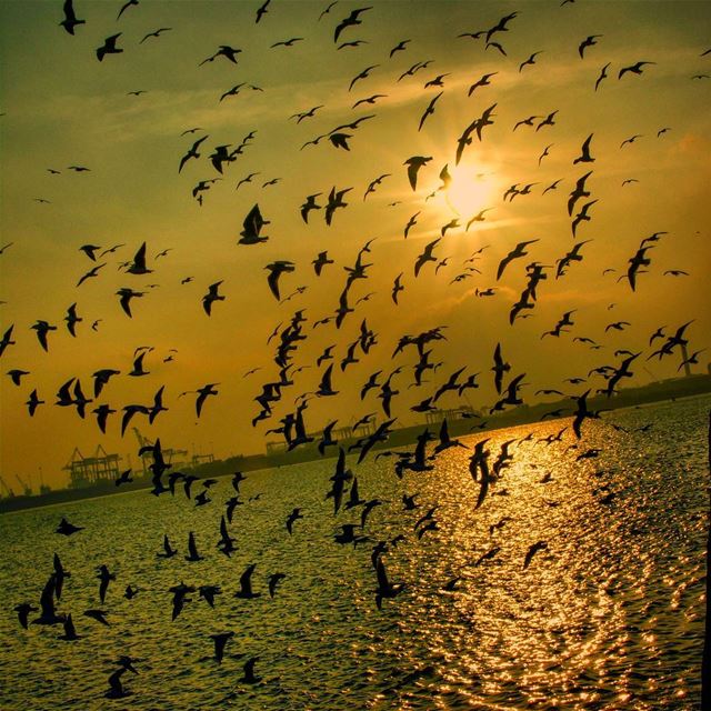 Birds sunset ireland  irish  dublin  ig_naturelovers  ig_lebanon ... (Bayside, Dublin)