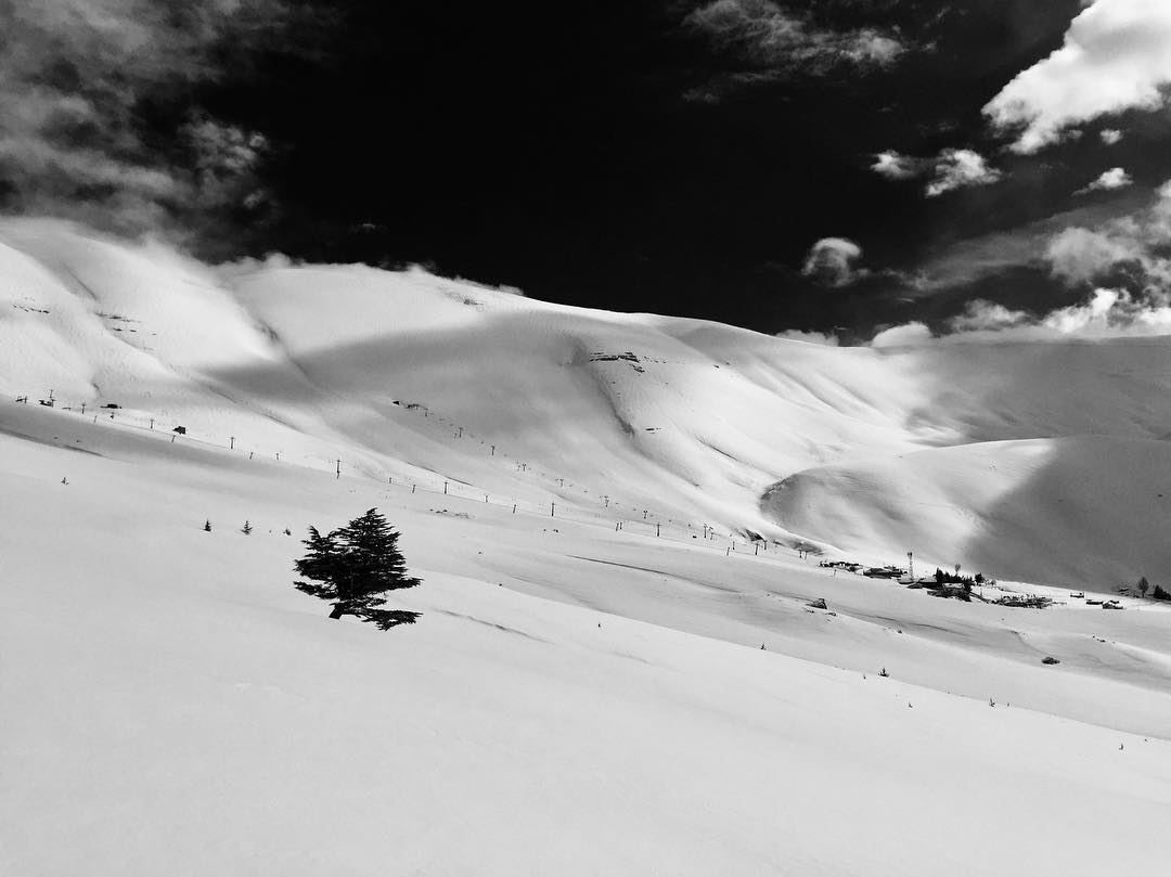 Black & white for a stormy Friday!.... Black&White  lonlytree ... (Téléskis des Cèdres - Cedars Ski Resort - Arz)