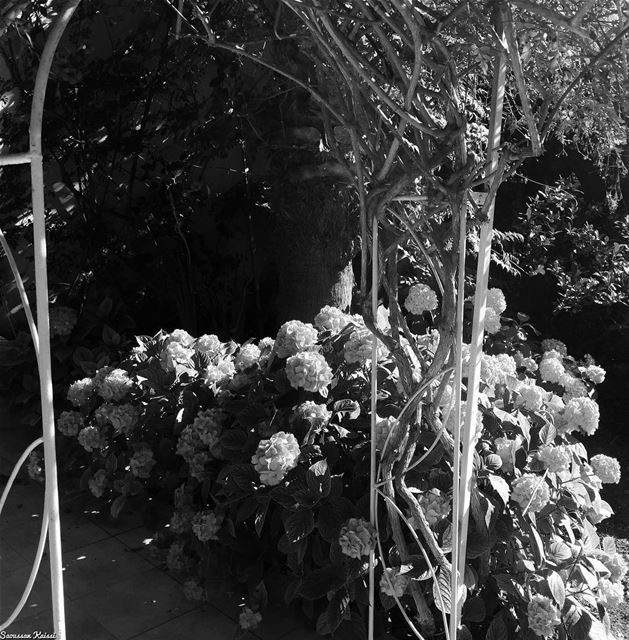  blackandwhite  monochrome  nostalgia  mygarden  flowers ...