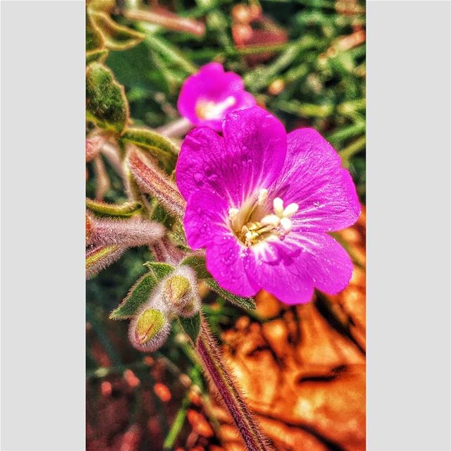 Bloom. No matter the season ❤Taken by my  lgg6 .. lgg6photography ... (Jezzîne, Al Janub, Lebanon)