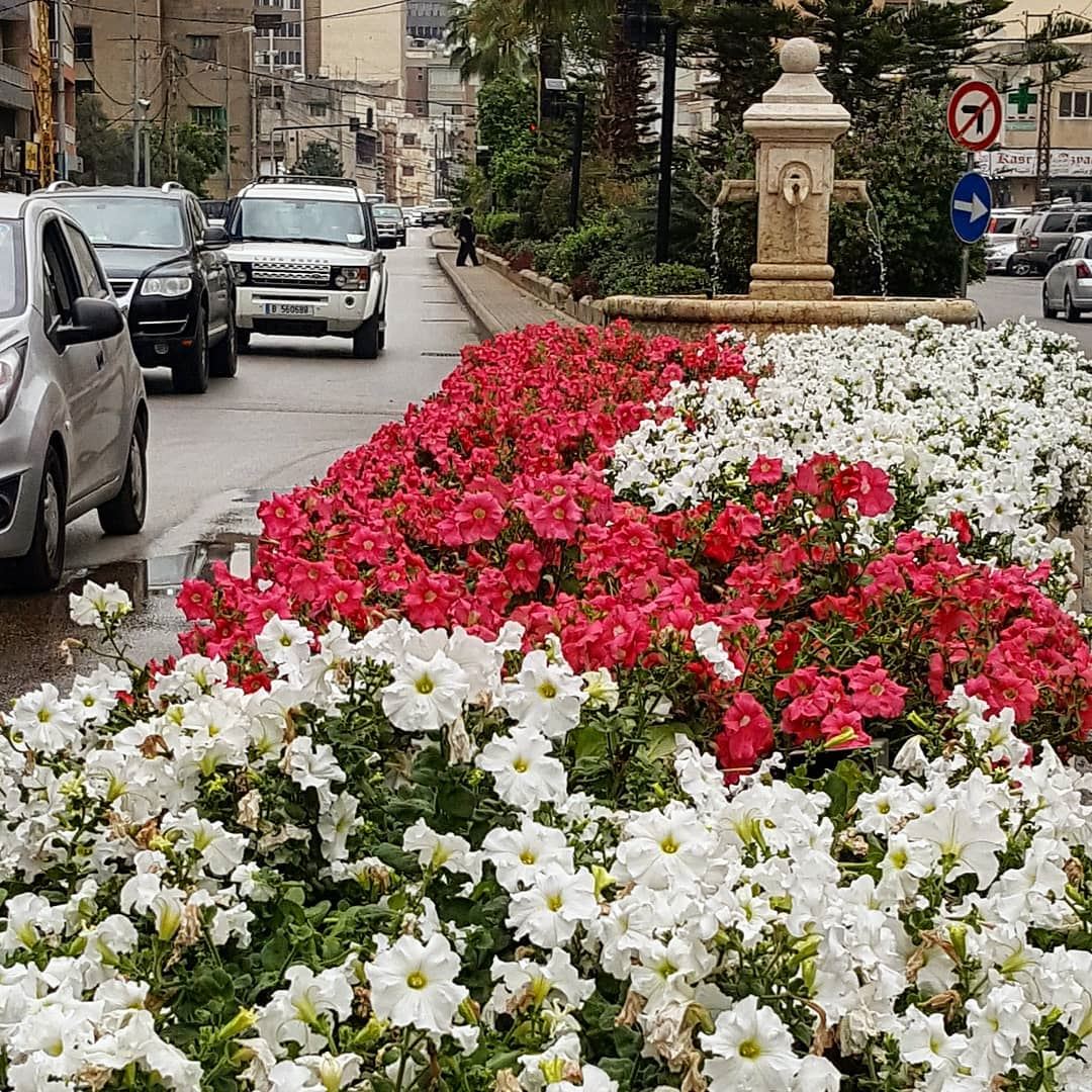 Bloom where you are planted  zalka  livelovezalka  lebanoninapicture ... (Az Zalqa', Mont-Liban, Lebanon)
