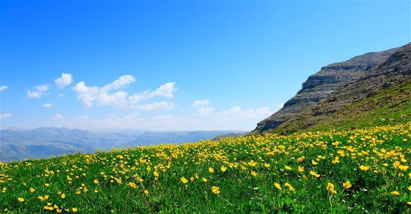 Blooming mountain meadows🌼🌼🌼🇱🇧————————————•Fujifilm 📷©️All rights... (Mount Lebanon)