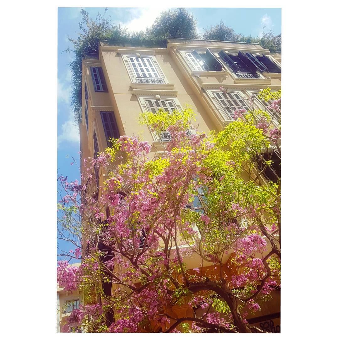 Blossom🌸🍃--- TakeMeTo  Downtown  Beirut  Blossom Lebanon spring... (Downtown Beirut)
