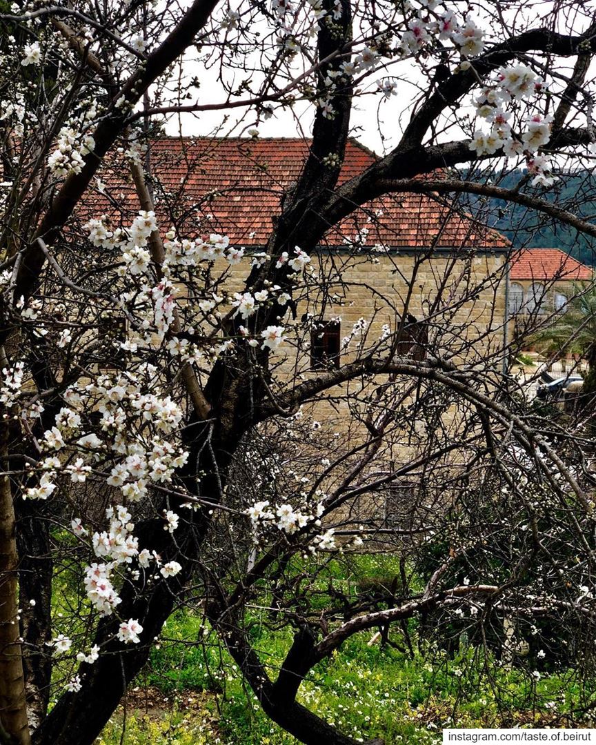 Blossoms despite the coming storm.  blossoms  trees  lebanese ...