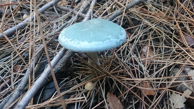  blue nature hikinglebanon leaves adventure lebanonmaniafeatures mushrooms...