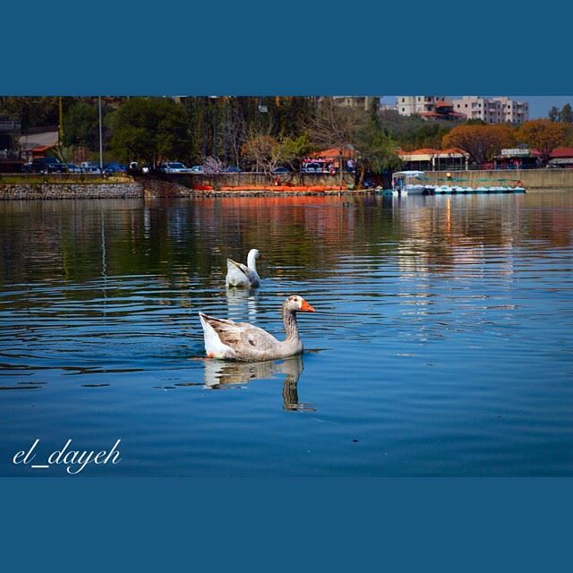  bnachii  zgharta lake lakebnachii  northlebanon ducks touristspot...