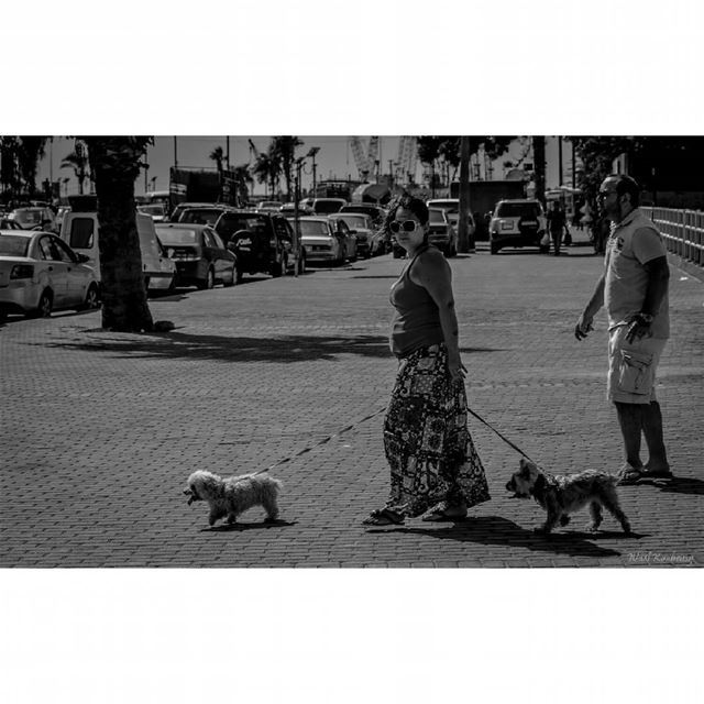  bnw  woman  dogs  walking  blackandwhite  street  cars  corniche ...