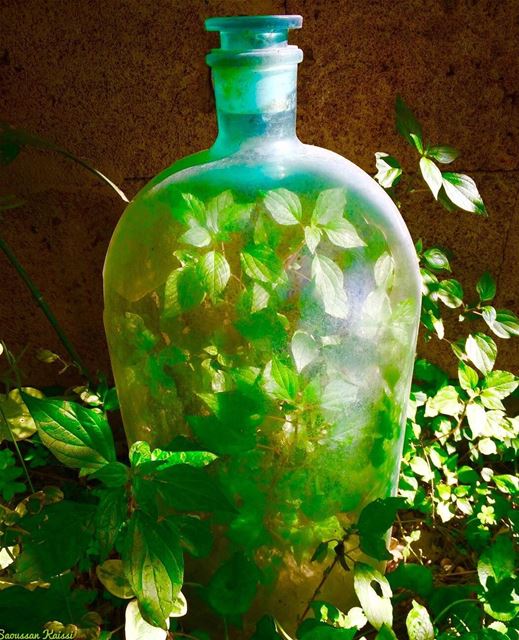  bottle  green  plantinabottle  mygarden ...