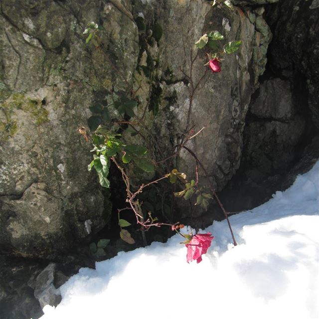 Brin d'espoir🌹  rose  neige  brindespoir  espoir  beaute  lebanon ...