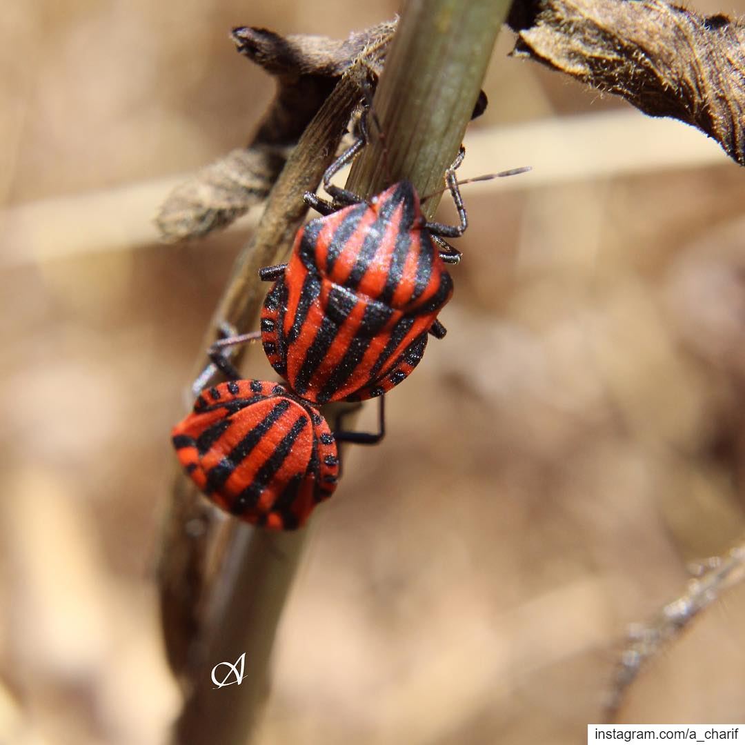  bug  bugs  insect  insects  nature  natgeo  love  naturelovers ... (Jezzîne, Al Janub, Lebanon)