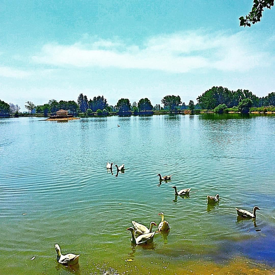 C'est la danse des canards  lake  duck  nature  blue  sky  scenery ... (Taanayel Lake)