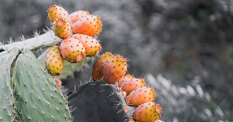 🌵🍊  cactus  colorsofnature  colors  fruits  lebanesefruits ...