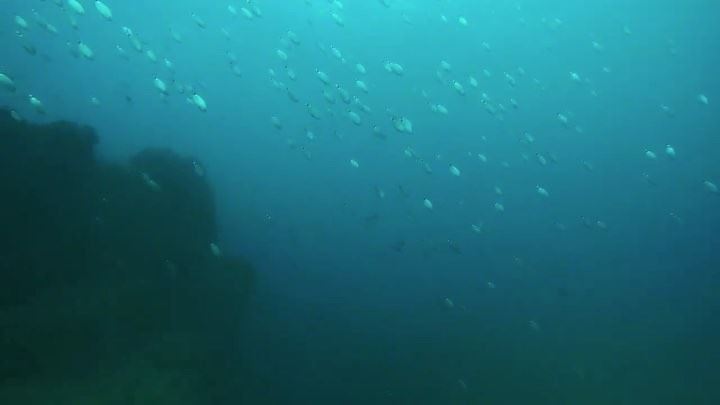 Call of hope...an  underwater  videography of our  lebanese  blue  water...