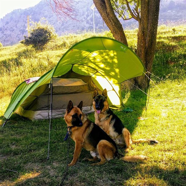  camping  campinglebanon  hiking  camping  campinglebanon  germanshepherd ... (Mount Lebanon)