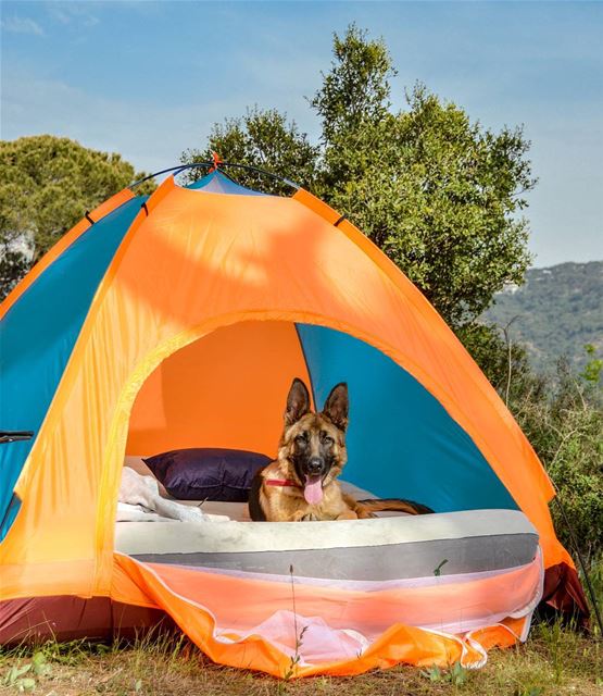 camping with Logan 🐶⛺..... loganthedog logan tents camping camp...
