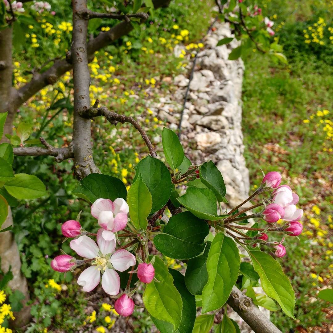 Can't get enough of these sights, sorry. Glorious Spring.  blossoms ... (Dayr Al Qamar, Mont-Liban, Lebanon)