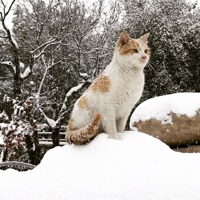  cat  mesmerized by falling  snowflakes.Who says  cats are  lazy and love... (Al-Qoubaiyat)