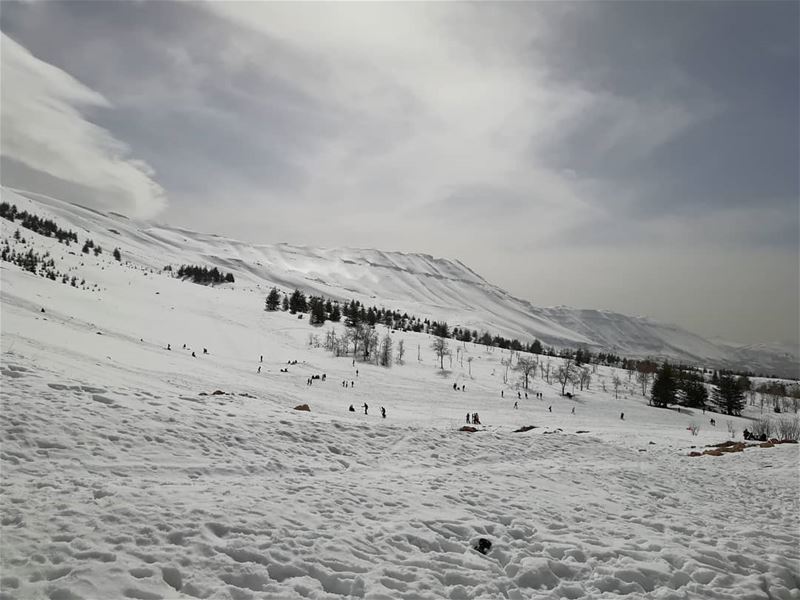  Cedars  mountains  lebanoninapicture  withoutfilters ... (Cedars of God)