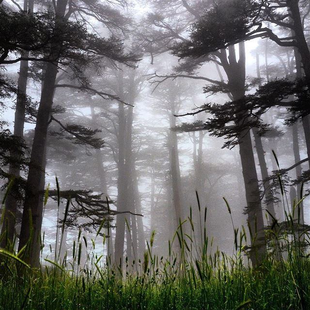  cedars of  god  forest under a  breathtaking  mystical  phantasmagoric ...