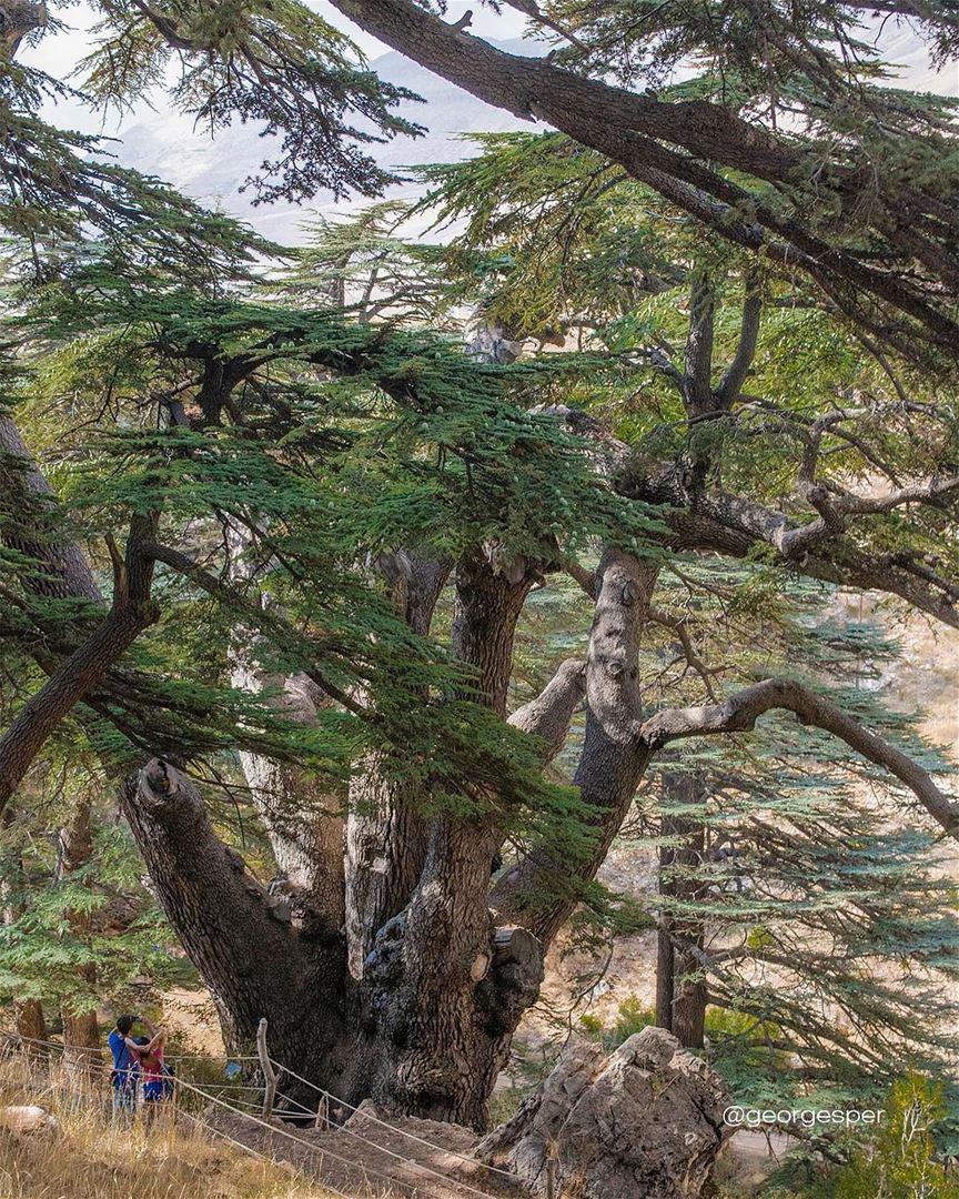 Cedars of God, Lebanon 🇱🇧.... proudlylebanese  beautifullebanon ... (Cedars Of Lebanon)