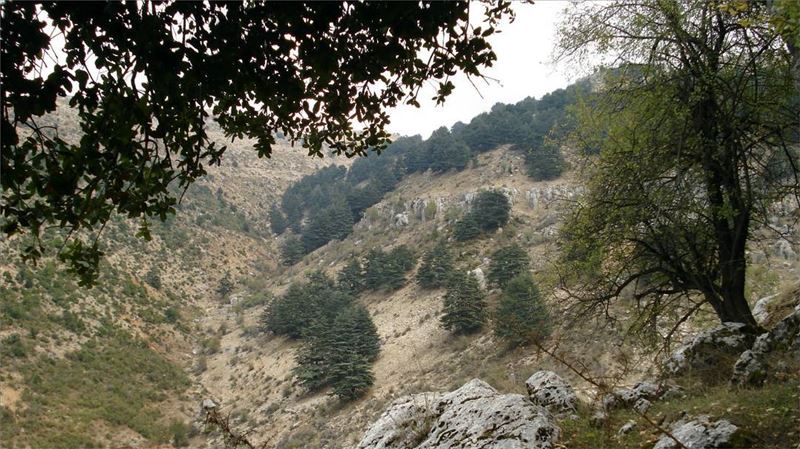 Cedars of Karm El Mohor - North Lebanon