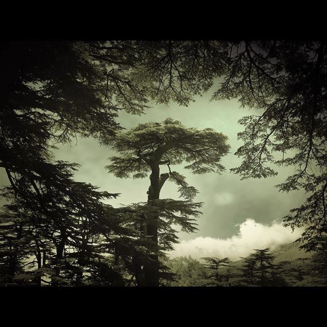  Cedars Of  Lebanon 🔴🔴⚪️🌲⚪️🔴🔴