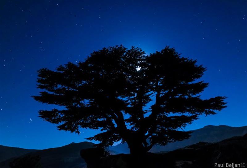  cedars  tree  tannourine  stars  lebanon  naturalreserve  night  moon ...