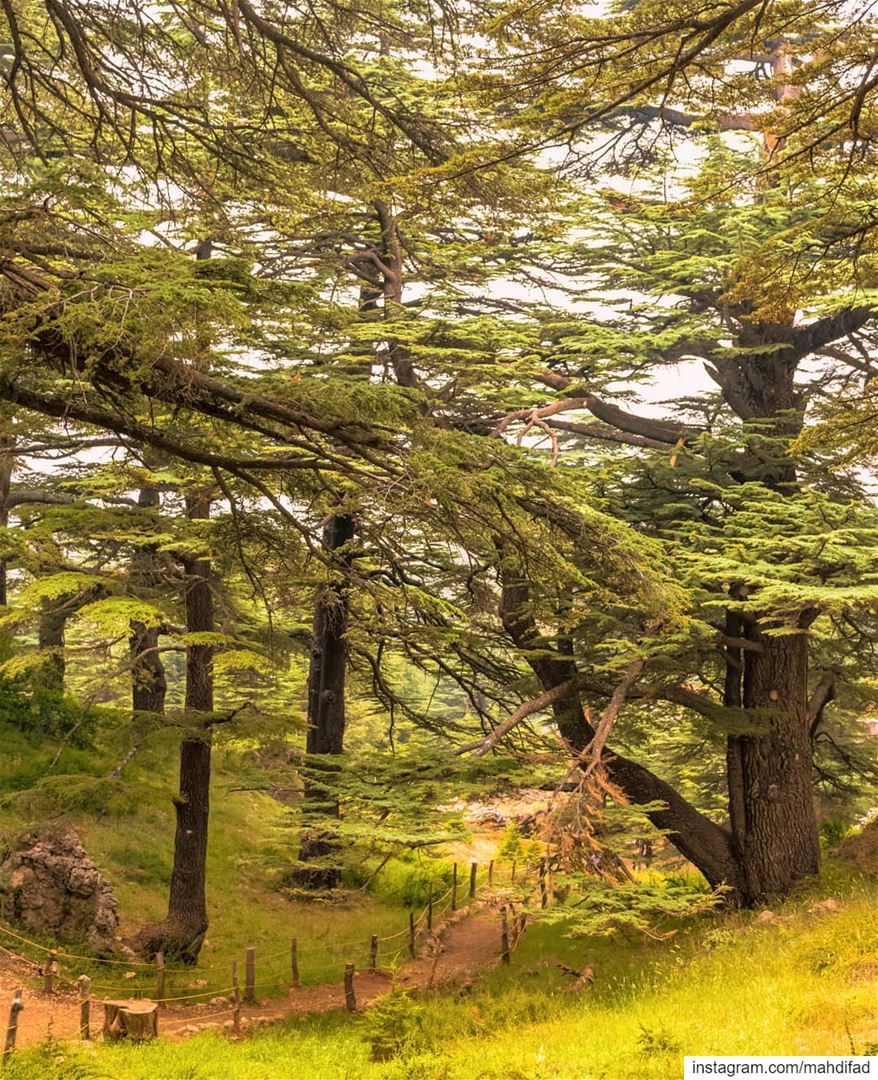  cedarsofgod cedars sunnyday mountains lebanon Pysglb Nature Landscape... (Cedars of God)