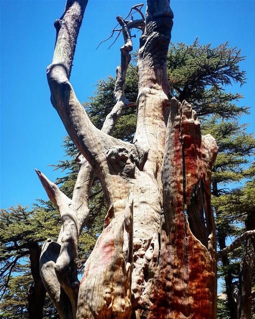  CedarsOfGod  TreeOfLife  JesusSculpture  Jesus  Cedars  Forest  Lebanon... (Cedars of God)
