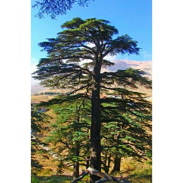  cedarsoflebanon  cedars  lebanon  nature  tennessee  summer  lebanese ... (Cedars of God)