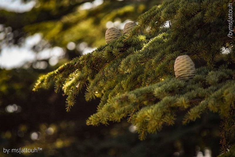 Cedrus libani cones are barrel-shaped and have smooth scales. They are 6-12