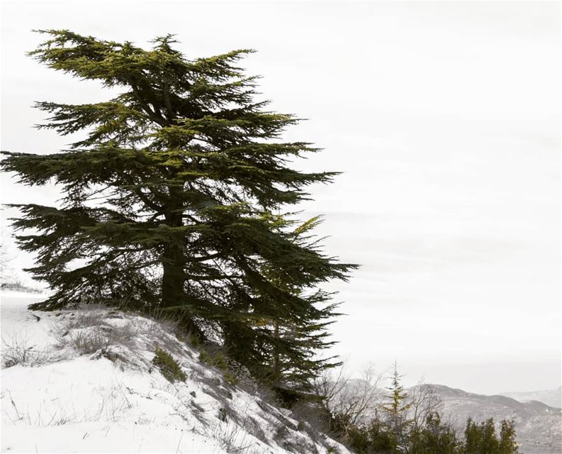 Cedrus Libani 🌲🇱🇧  lebanon  cedarsofgod🌲  Cedar  cedars  cedarsforest ... (Barouk Cedars)