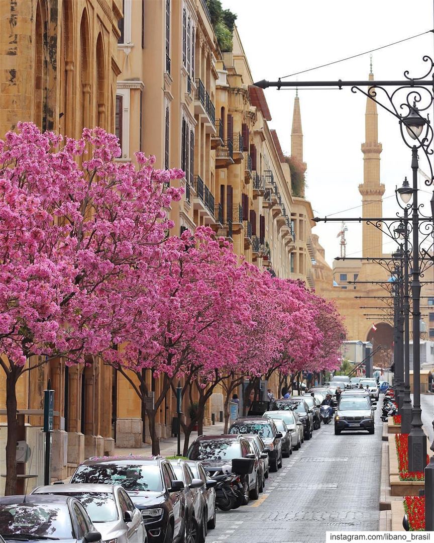 🇱🇧🇧🇷 Cerejeiras anunciam a chegada da primavera no Líbano. Foto de @bud (Downtown Beirut)