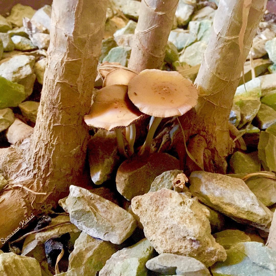  champignons  mushrooms  today ...