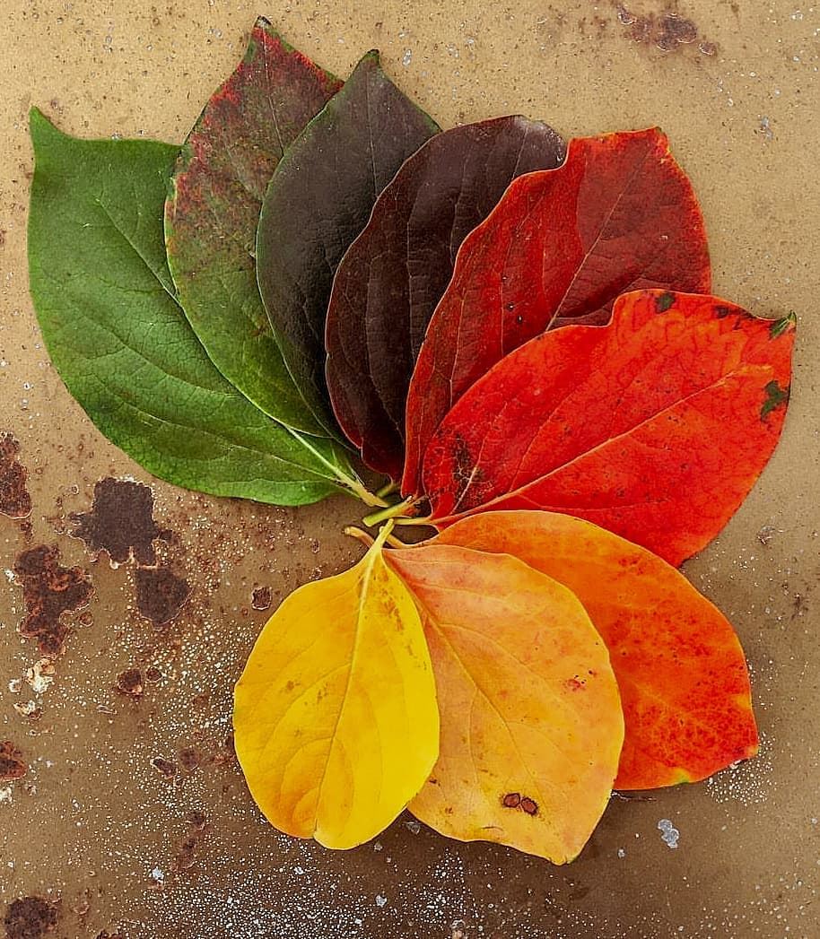 • Change is Beautiful • 🍂🍃 fall  leaf  colorful  autumn  season  leaves... (Saghbîne, Béqaa, Lebanon)