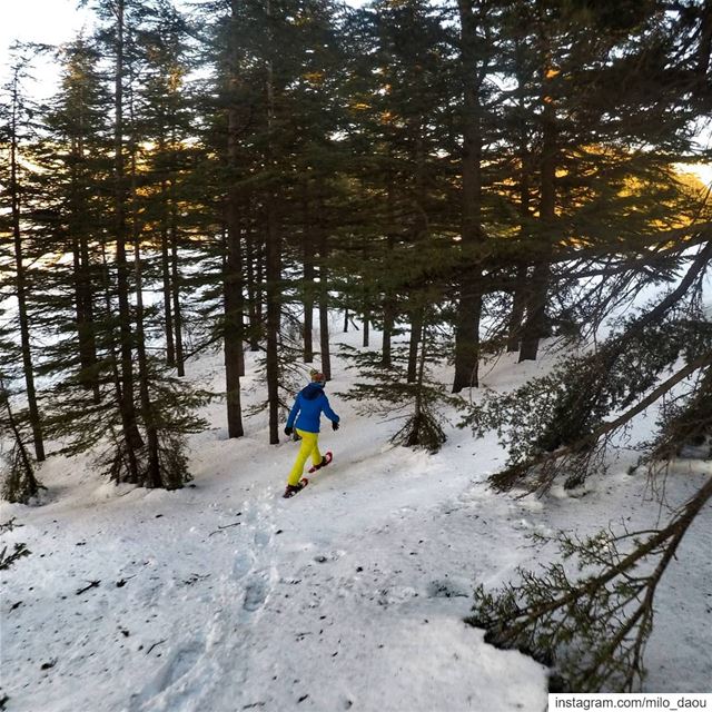 Chasing angels or fleeing demons, go to the mountains. ⛰️❄️🚶🏻‍♂️🌲🌲 ... (Cedars of God)