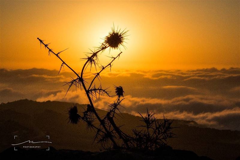 Chasing sunsets ❤☀ (Qanat Bakish, Mont-Liban, Lebanon)