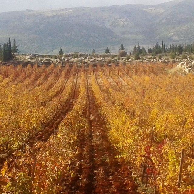 chateaukefraya vinduliban vigne wineautumnstyle lebanonwine winetasting yellowleavesterroir grapes (Kefraya)