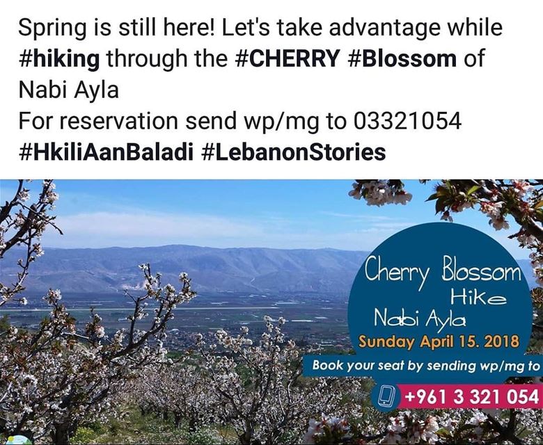  cherry  cherryblossom  spring  blossom  HkiliAanBaladi  LebanonStories  ...