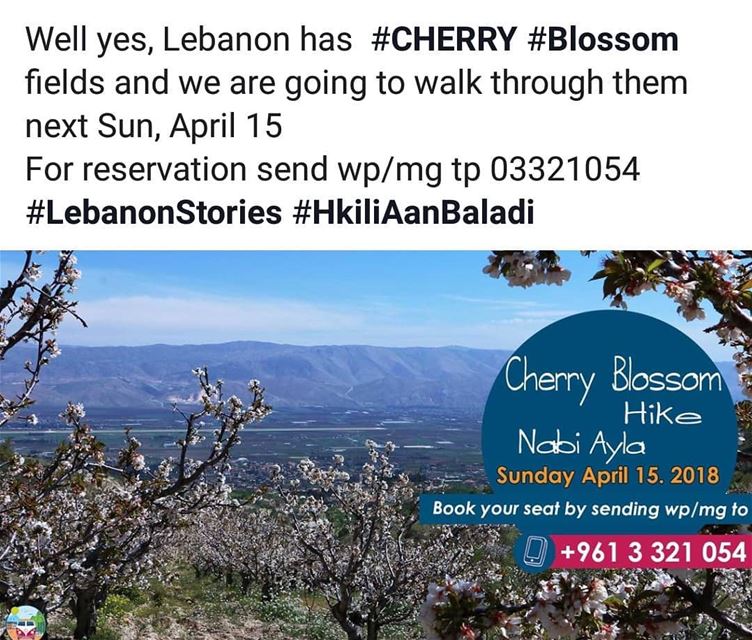  cherryblossom  cherry  nabiayla  spring  blossom  HkiliAanBaladi ...