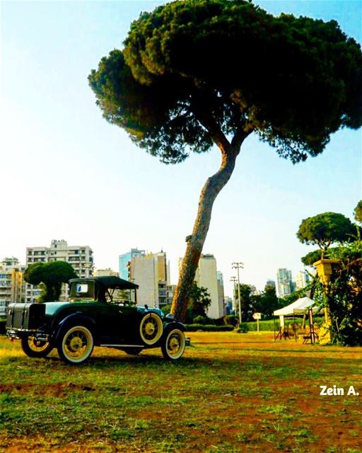  classic  old  car  tree  sands  streetphotography  outdoors  noperson ... (Beirut, Lebanon)