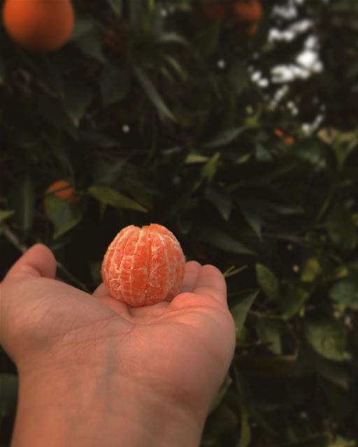 ~..Clementine🍊: .*Hybrid between a mandarin orange & a sweet orange*Deep (Tyre, Lebanon)