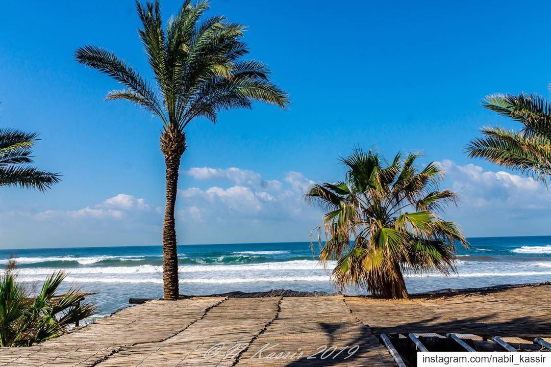  clouds  palmtrees  sea  seaside  beach  Lebanon  ig_great_shots_me ... (Eddésands Hotel & Wellness Resort)