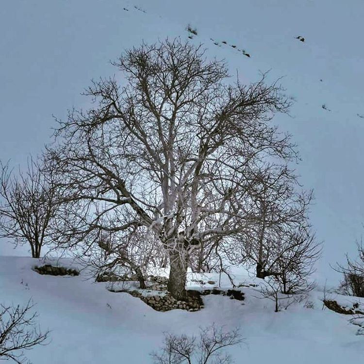  cold  lonely  tree  snow  lebanon  mountain  sanine  lebanon_hdr ...