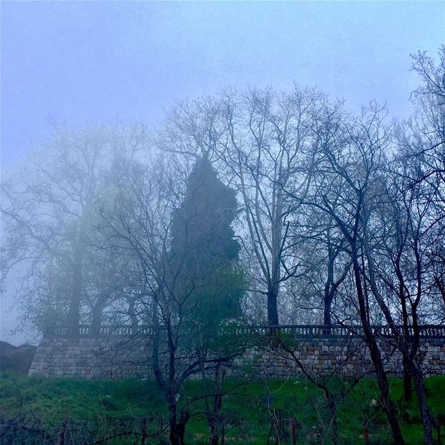 cold misty blue fog of Spring at Rayfoun Summer resort rayfoun  klayat ... (Rayfoun)