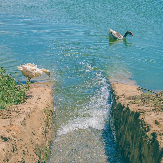 'come on ralph; cross the damn lake...!!' (Deïr Taanâyel, Béqaa, Lebanon)