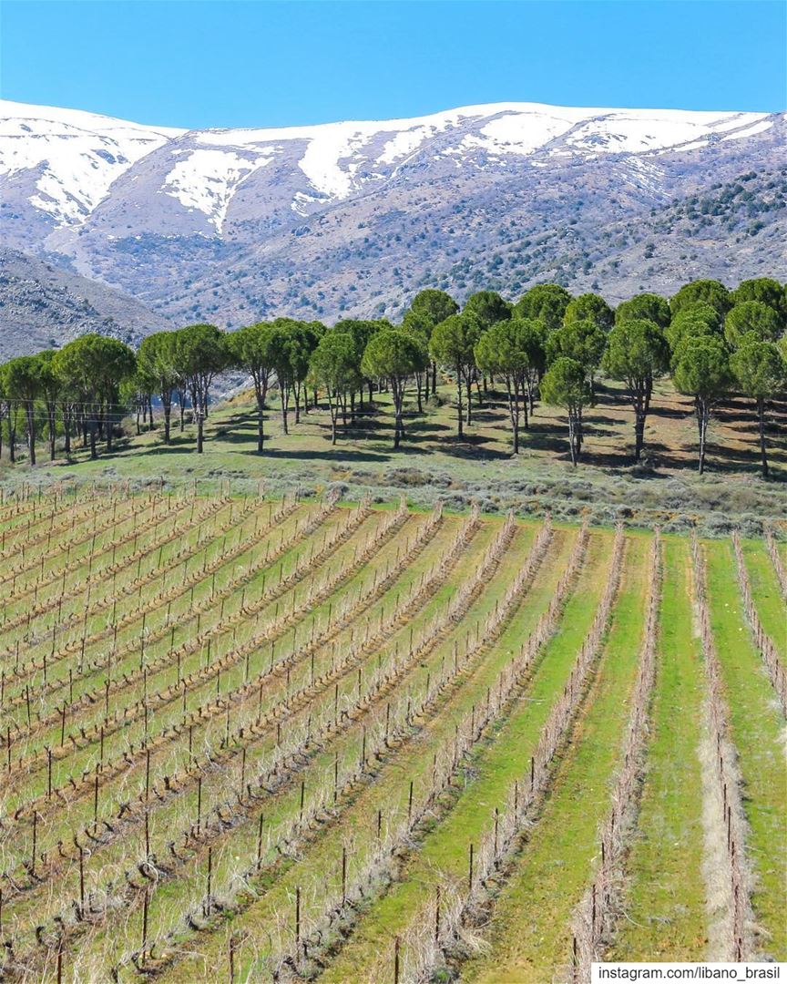 🇱🇧🇧🇷 Começando a semana com esta linda paisagem das vinícolas do Líbano (Château Kefraya)