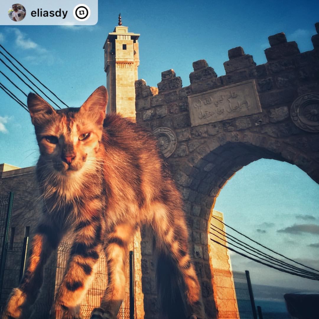"Cranky... but cute 😍 🐱.. cat  cute  animals  oldtown  mosque  sour ...