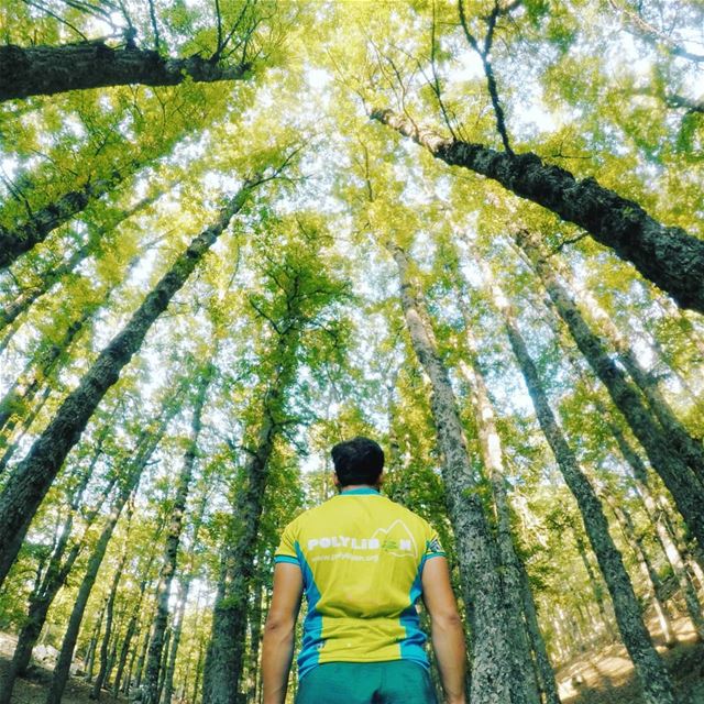 Day dreaming 🌲... lebanon  hiking  forest  sports  instagood ... (Lebanon)